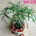 水竹室内水养植物水培鱼池客厅水生盆栽旱伞草风车草水棕竹