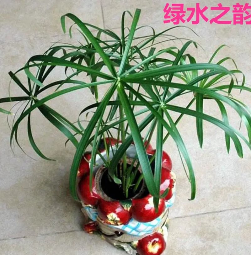 水竹室内水养植物水培鱼池客厅水生盆栽旱伞草风车草水棕竹