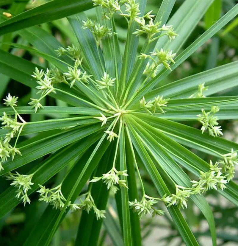水竹室内水养植物水培鱼池客厅水生盆栽旱伞草风车草水棕竹
