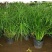 水竹室内水养植物水培鱼池客厅水生盆栽旱伞草风车草水棕竹