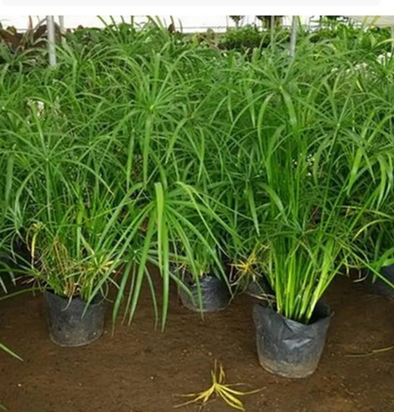 水竹室内水养植物水培鱼池客厅水生盆栽旱伞草风车草水棕竹