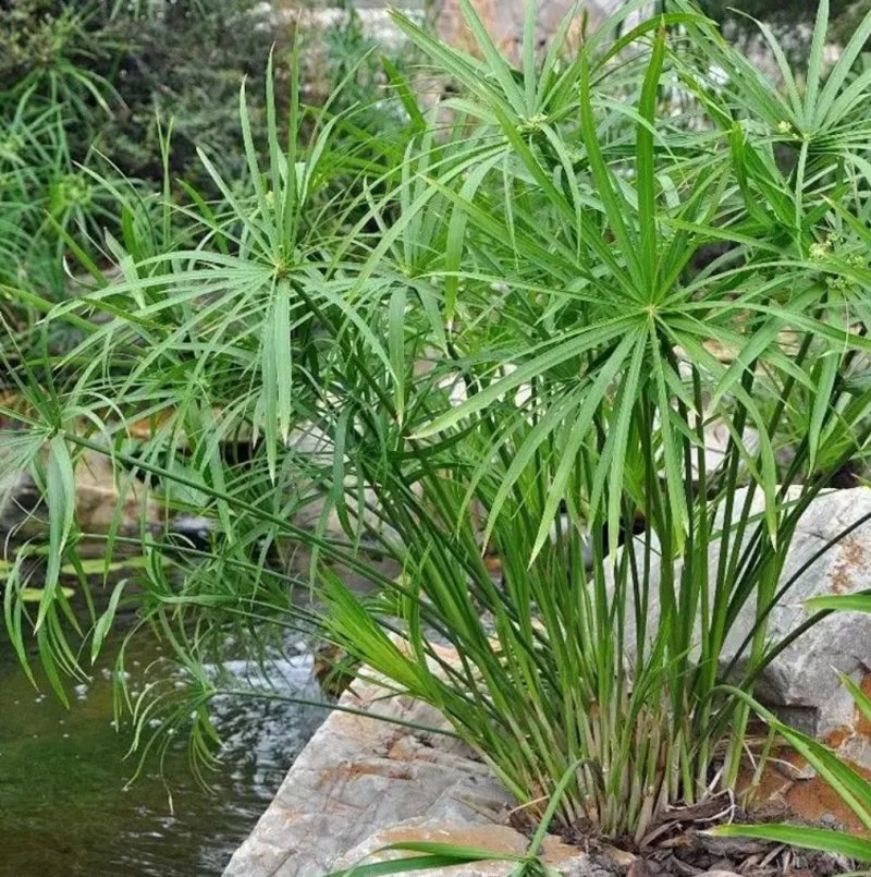 水竹室内水养植物水培鱼池客厅水生盆栽旱伞草风车草水棕竹