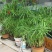 水竹室内水养植物水培鱼池客厅水生盆栽旱伞草风车草水棕竹