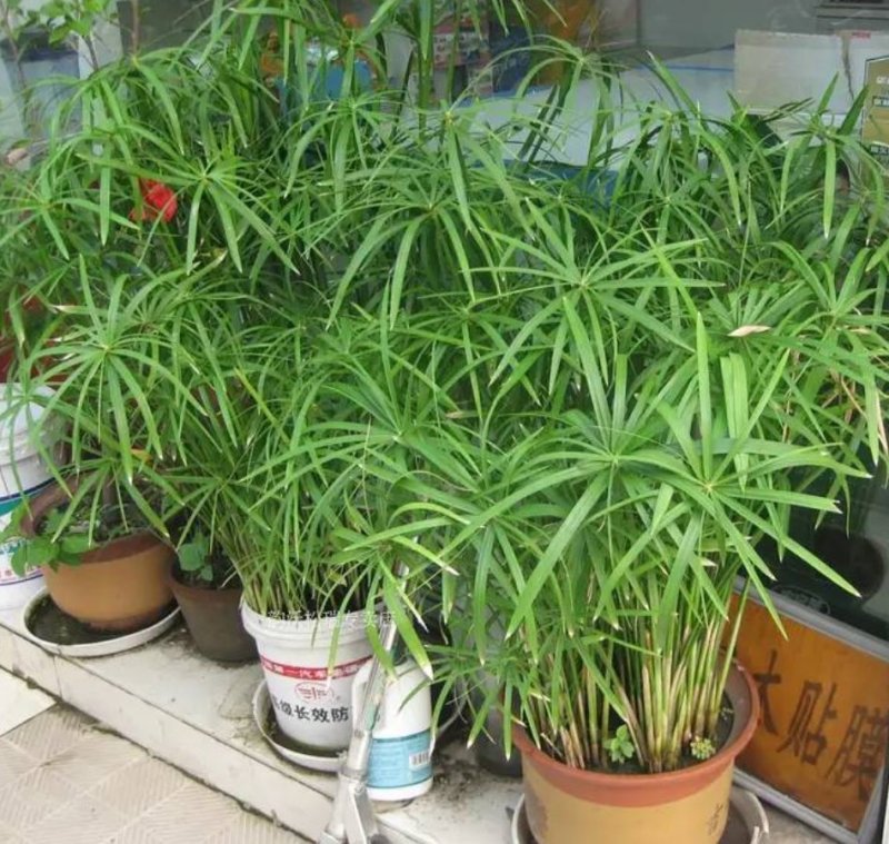 水竹室内水养植物水培鱼池客厅水生盆栽旱伞草风车草水棕竹