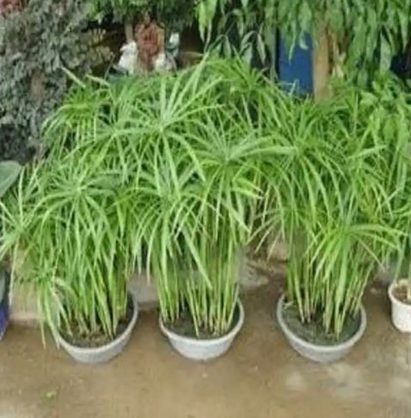水竹室内水养植物水培鱼池客厅水生盆栽旱伞草风车草水棕竹