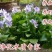 水芙蓉植物浮萍水葫芦水生水养水浮莲苗水培鱼缸水草水面漂浮