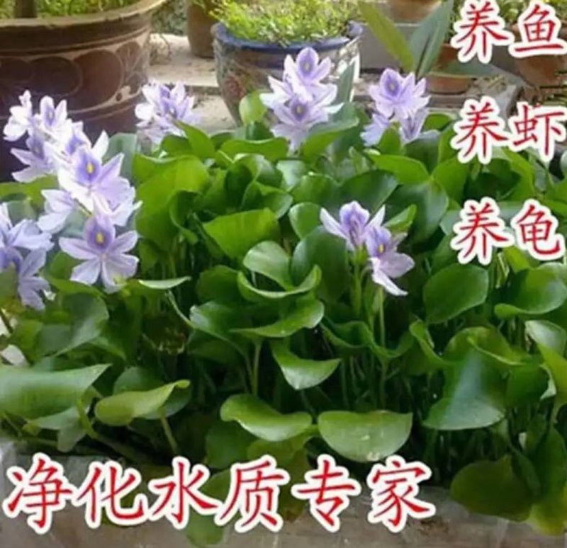 水芙蓉植物浮萍水葫芦水生水养水浮莲苗水培鱼缸水草水面漂浮