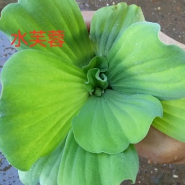 水芙蓉植物浮萍水葫芦水生水养水浮莲苗水培鱼缸水草水面漂浮
