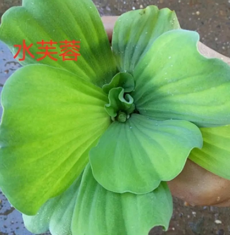 水芙蓉植物浮萍水葫芦水生水养水浮莲苗水培鱼缸水草水面漂浮