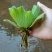 水芙蓉植物浮萍水葫芦水生水养水浮莲苗水培鱼缸水草水面漂浮