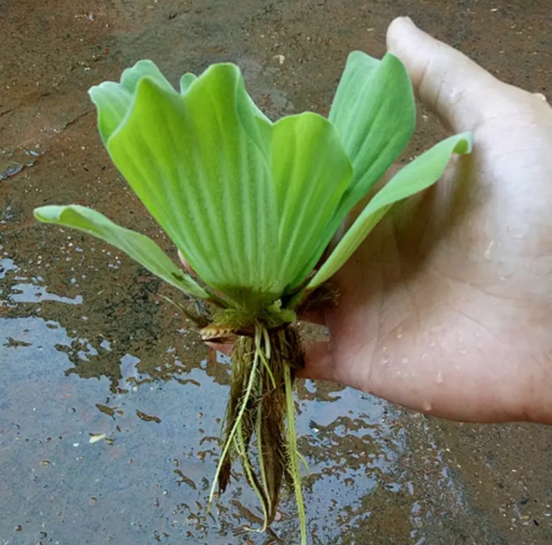 水芙蓉植物浮萍水葫芦水生水养水浮莲苗水培鱼缸水草水面漂浮