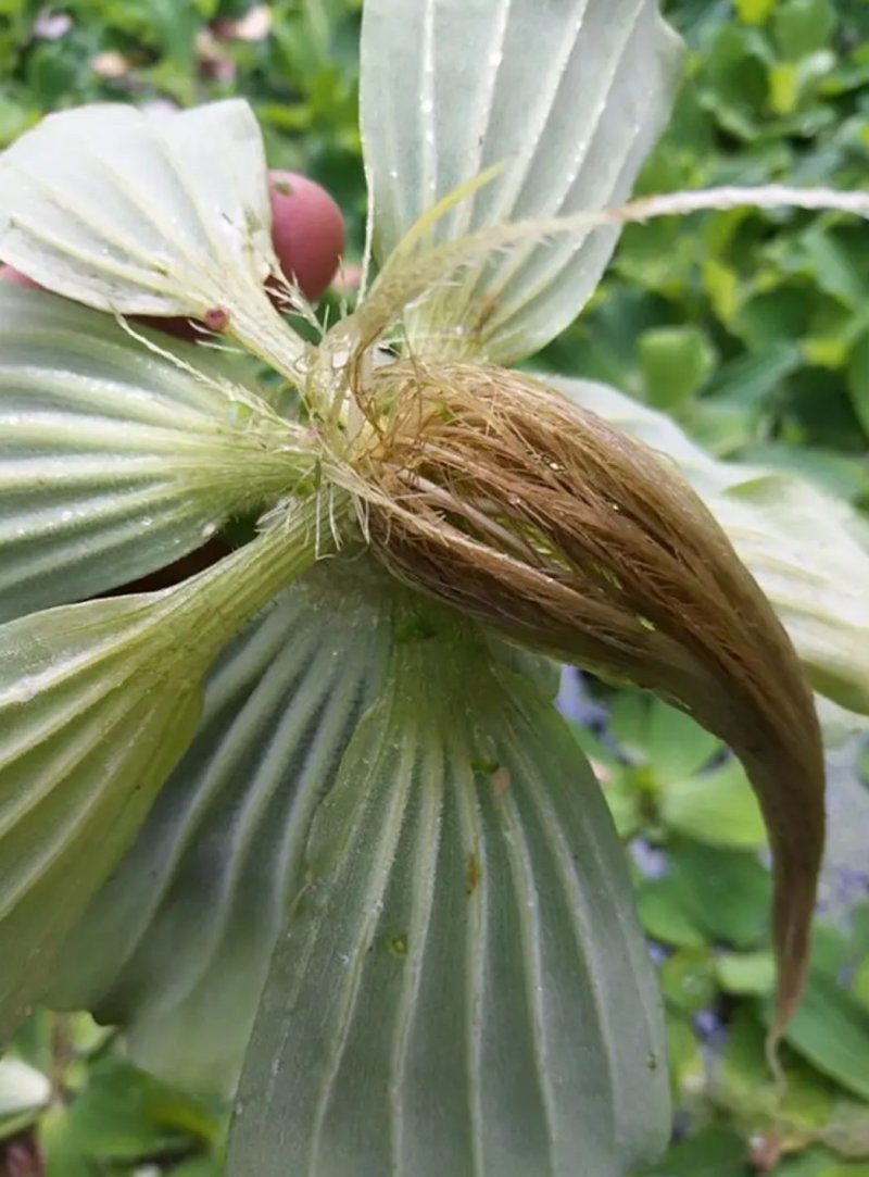 水芙蓉植物浮萍水葫芦水生水养水浮莲苗水培鱼缸水草水面漂浮