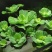 水芙蓉植物浮萍水葫芦水生水养水浮莲苗水培鱼缸水草水面漂浮