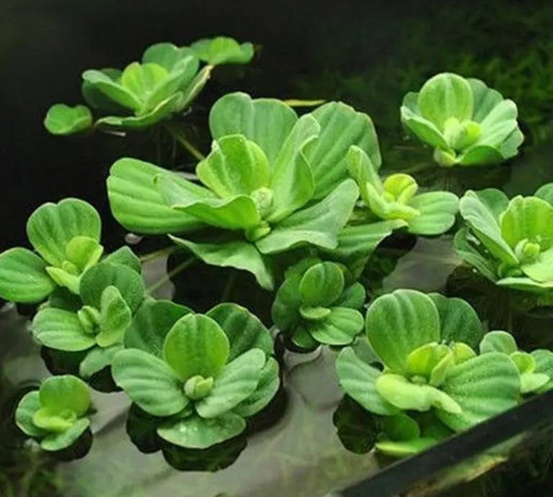 水芙蓉植物浮萍水葫芦水生水养水浮莲苗水培鱼缸水草水面漂浮