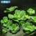 水芙蓉植物浮萍水葫芦水生水养水浮莲苗水培鱼缸水草水面漂浮