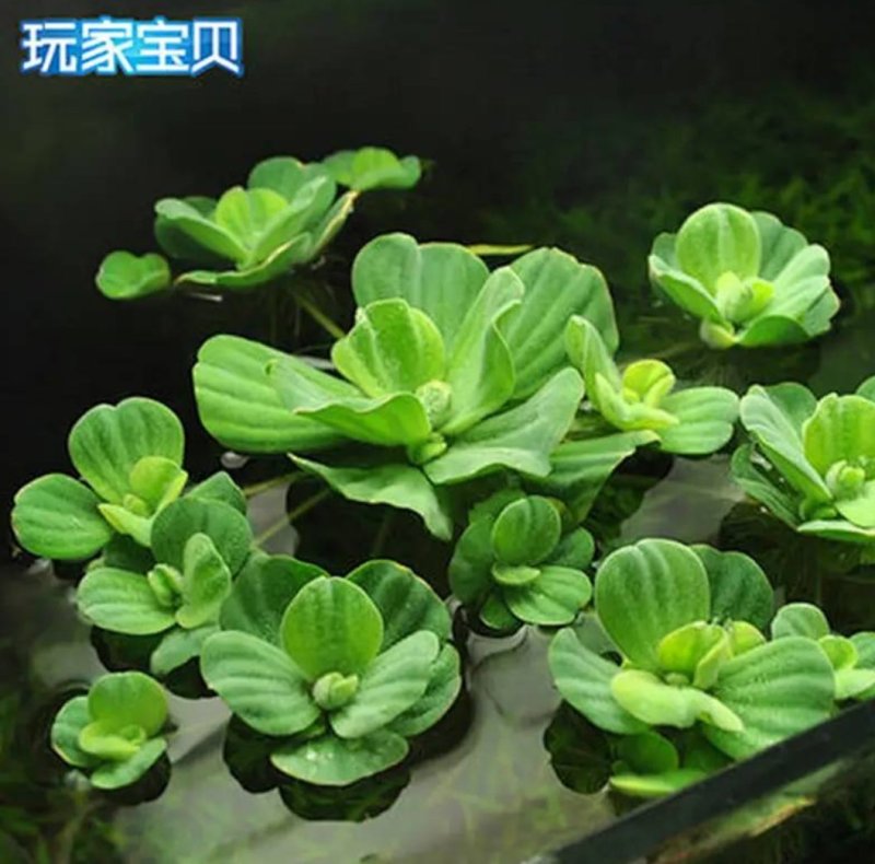 水芙蓉植物浮萍水葫芦水生水养水浮莲苗水培鱼缸水草水面漂浮