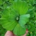 水芙蓉植物浮萍水葫芦水生水养水浮莲苗水培鱼缸水草水面漂浮