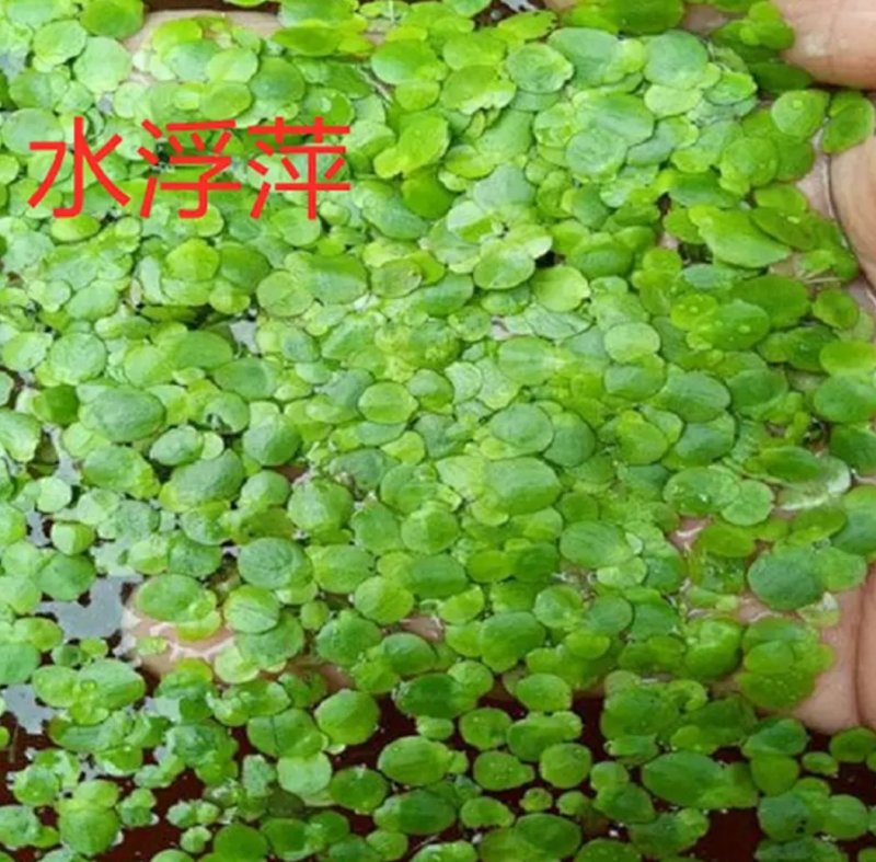 水芙蓉植物浮萍水葫芦水生水养水浮莲苗水培鱼缸水草水面漂浮