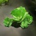 水芙蓉植物浮萍水葫芦水生水养水浮莲苗水培鱼缸水草水面漂浮