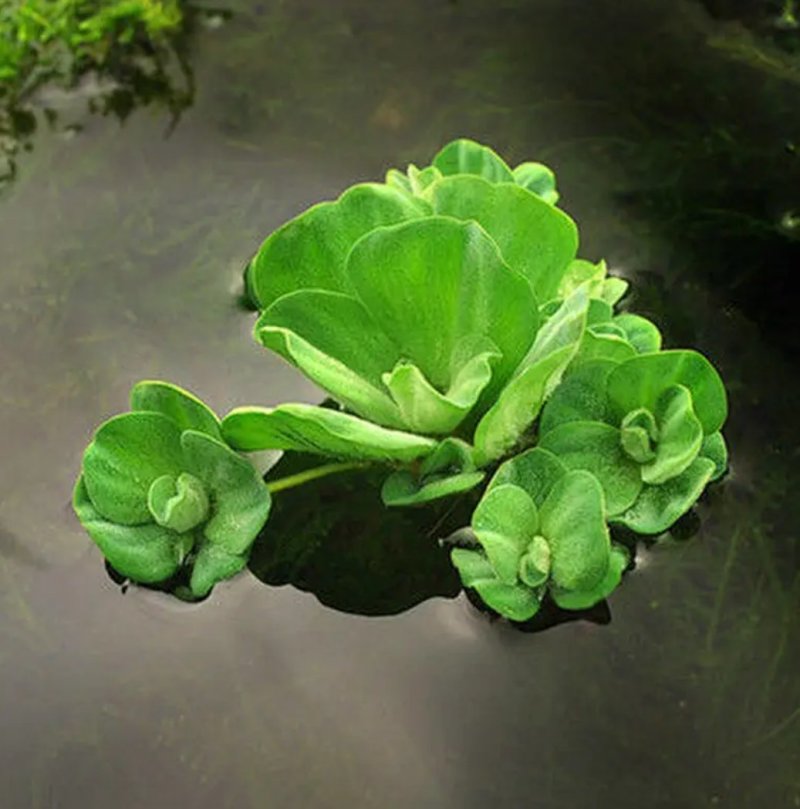 水芙蓉植物浮萍水葫芦水生水养水浮莲苗水培鱼缸水草水面漂浮