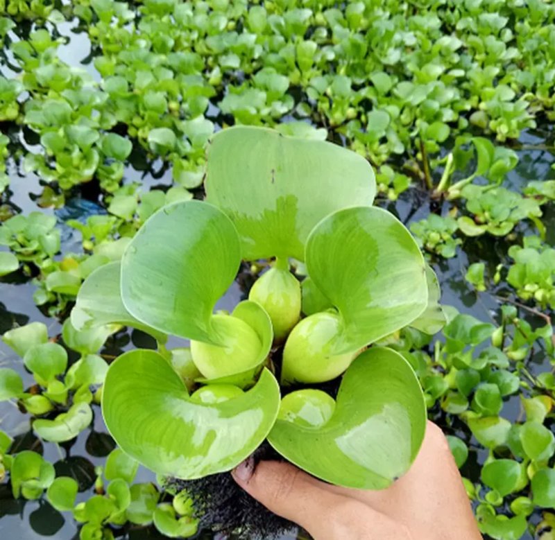 水芙蓉植物浮萍水葫芦水生水养水浮莲苗水培鱼缸水草水面漂浮