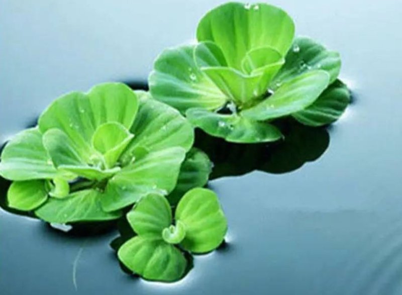 水芙蓉植物浮萍水葫芦水生水养水浮莲苗水培鱼缸水草水面漂浮