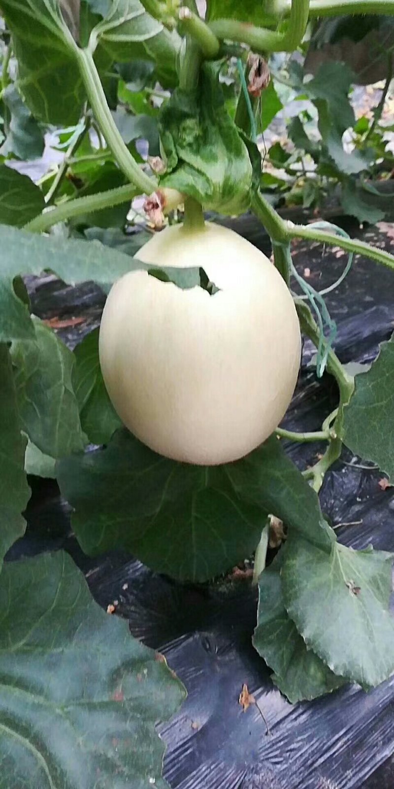 诚信代办