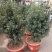 正宗曼地亚红豆杉盆栽苗室内四季绿植吸甲醛绿植耐寒植物