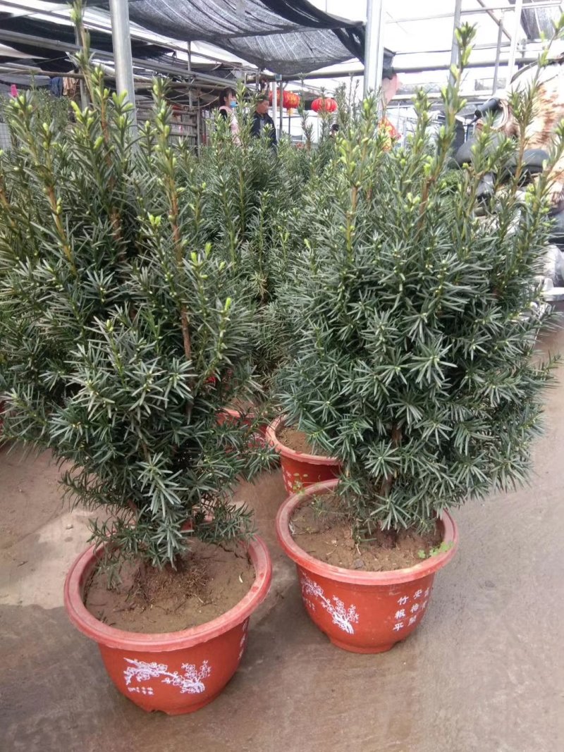 正宗曼地亚红豆杉盆栽苗室内四季绿植吸甲醛绿植耐寒植物