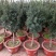正宗曼地亚红豆杉盆栽苗室内四季绿植吸甲醛绿植耐寒植物