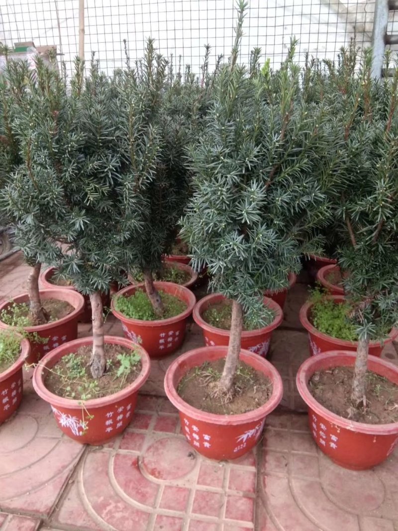 正宗曼地亚红豆杉盆栽苗室内四季绿植吸甲醛绿植耐寒植物