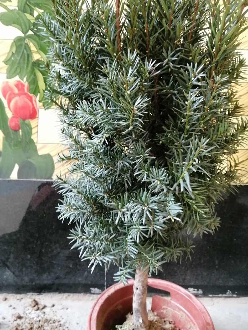 正宗曼地亚红豆杉盆栽苗室内四季绿植吸甲醛绿植耐寒植物