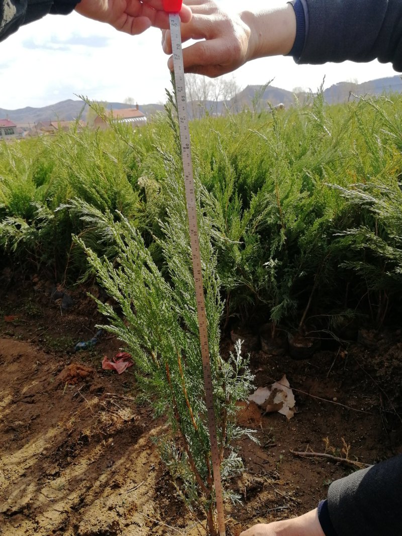 辽宁开原沙地柏小苗营养杯苗工程苗繁育基地