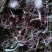 自然蒲公英，沂蒙山区里的特产手捡自然蒲公英，产地直发