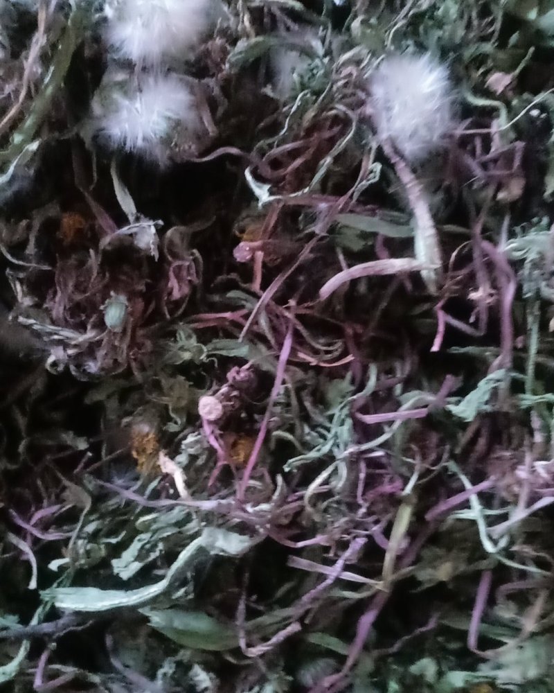 自然蒲公英，沂蒙山区里的特产手捡自然蒲公英，产地直发