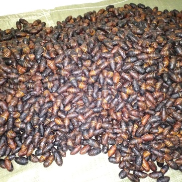 茧蛹