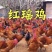 脱温鸡苗红瑶鸡五黑鸡快大青脚麻苗疫苗齐全半斤多