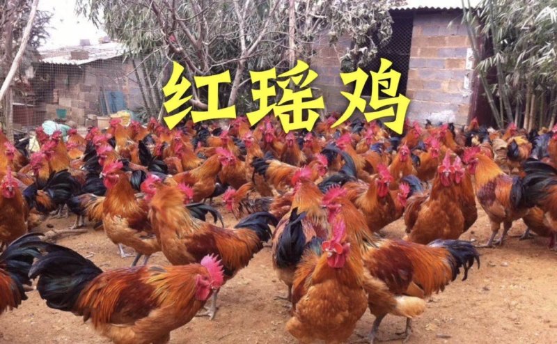 脱温鸡苗红瑶鸡五黑鸡快大青脚麻苗疫苗齐全半斤多