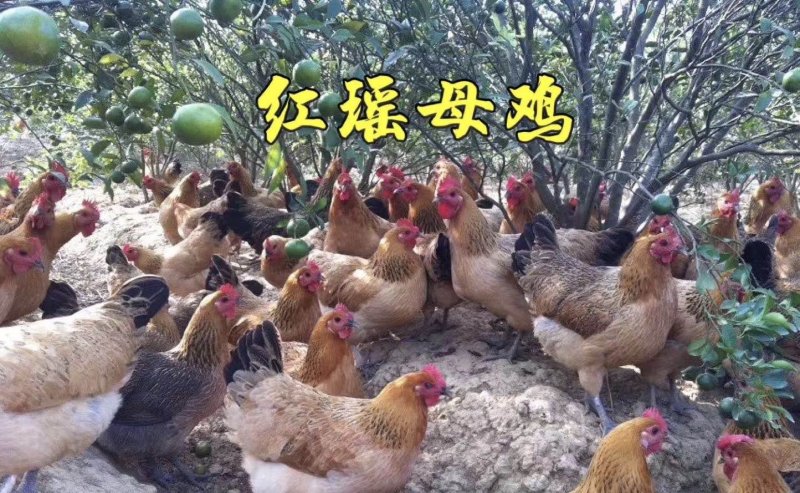 脱温鸡苗红瑶鸡五黑鸡快大青脚麻苗疫苗齐全半斤多