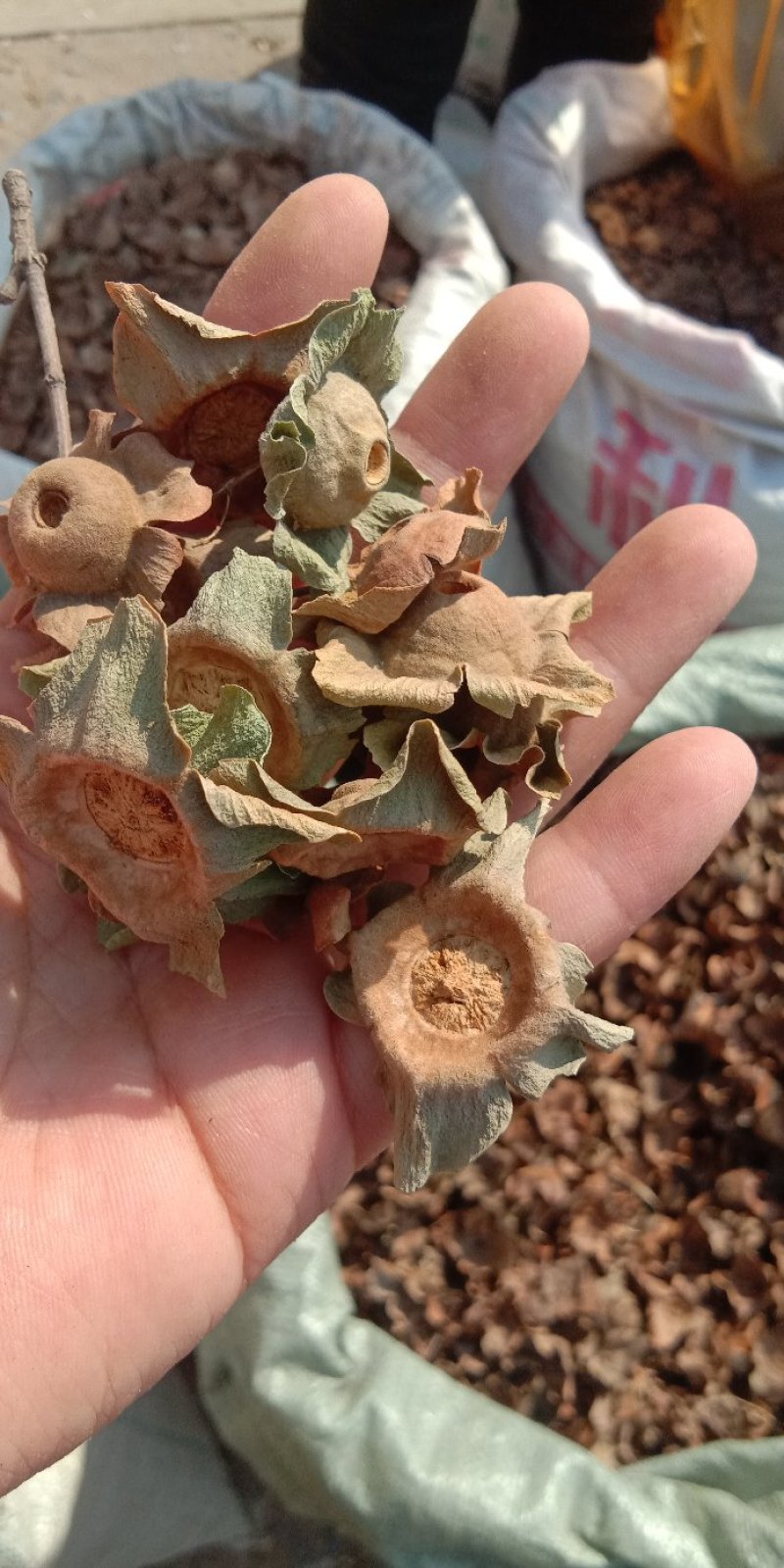 柿蒂柿子把柿子蒂柿丁柿钱各种中药材
