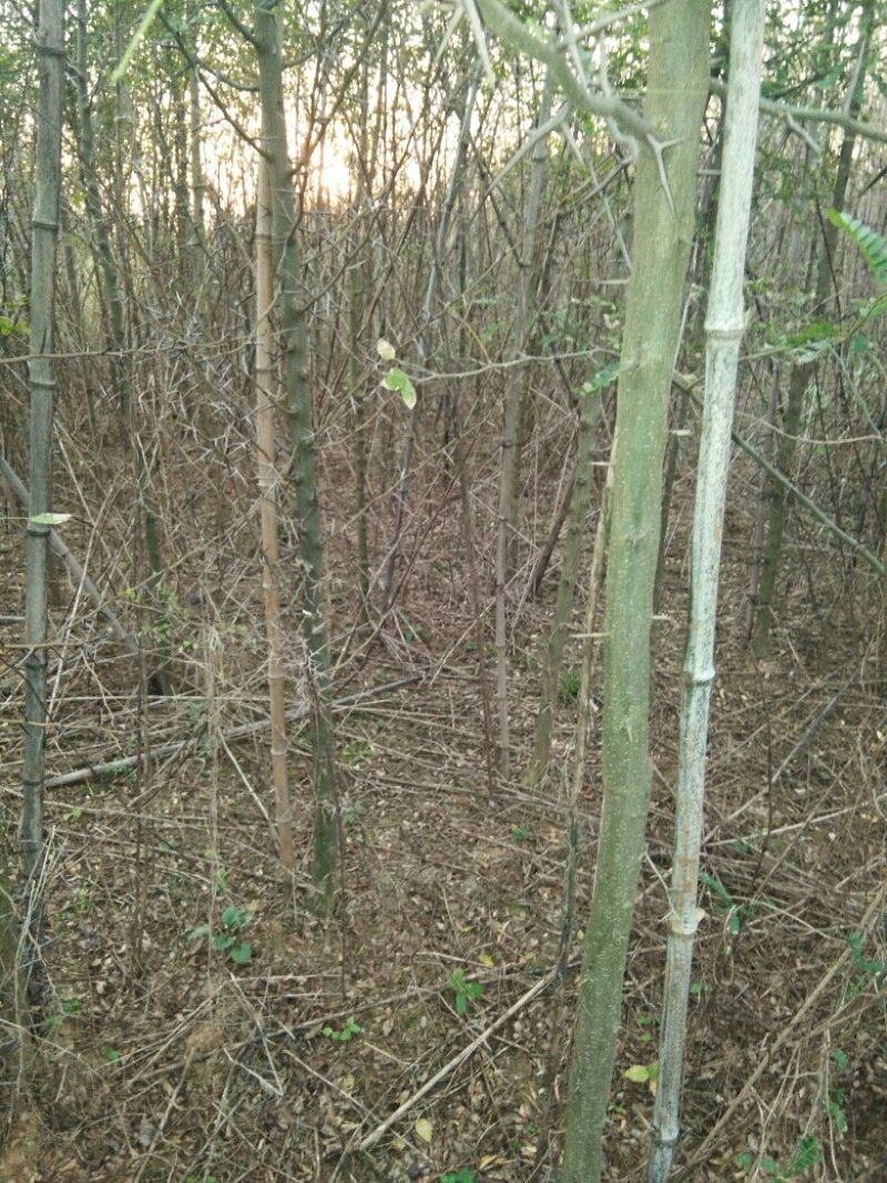 桐柏皂角直消基地，一手货源，沒有中间商