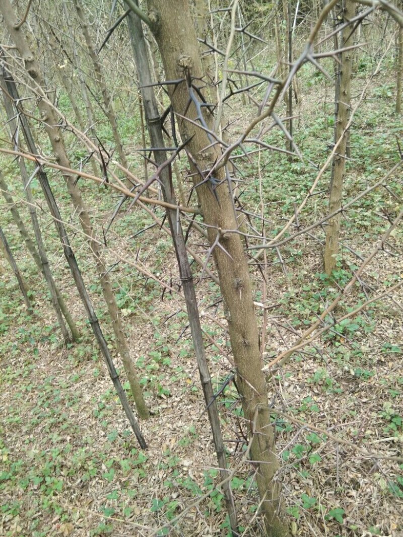 桐柏皂角直消基地，一手货源，沒有中间商
