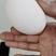 鹅蛋，双黄鹅蛋厂家直发自有基地养殖，支持一件代发