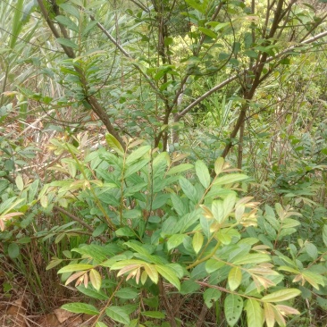 算盘子