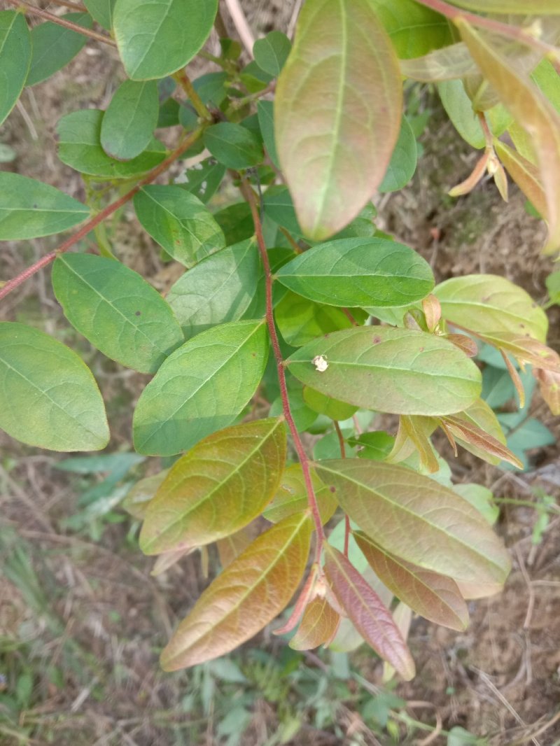 算盘子