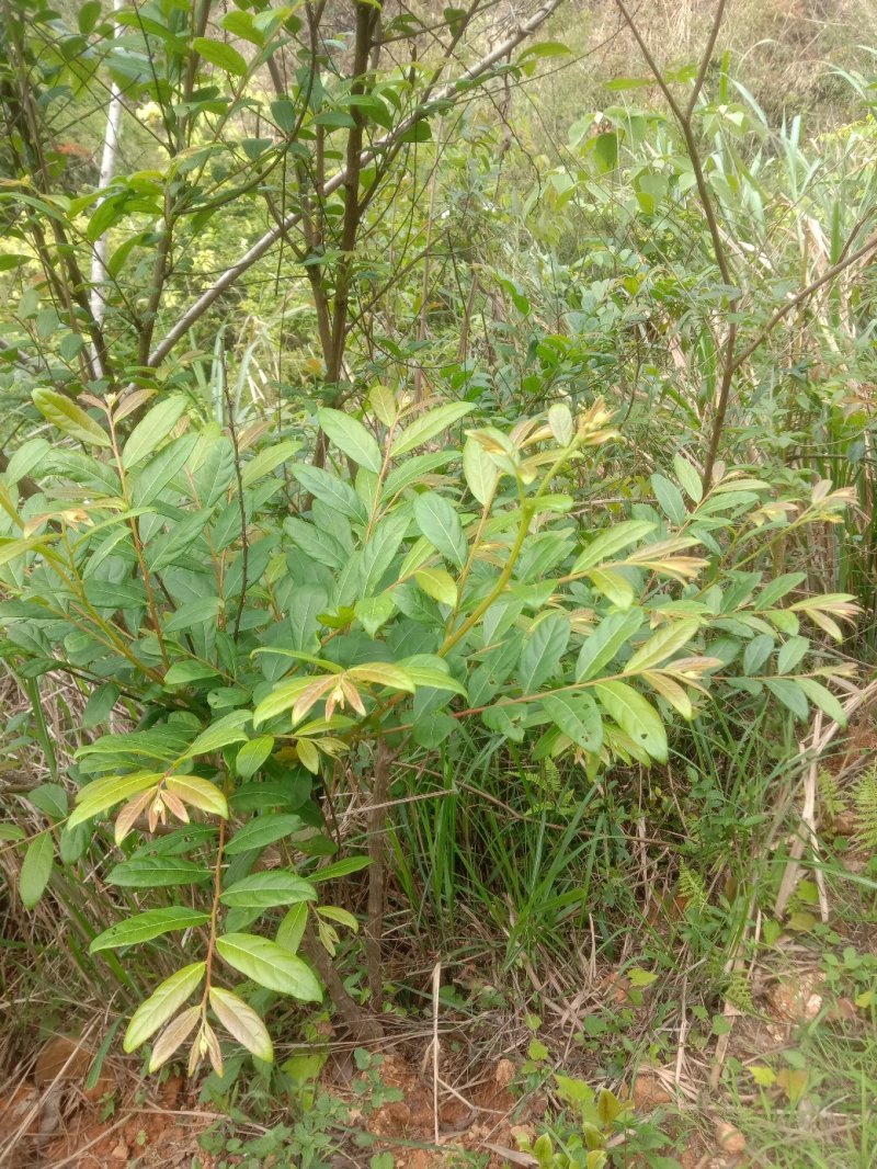 算盘子