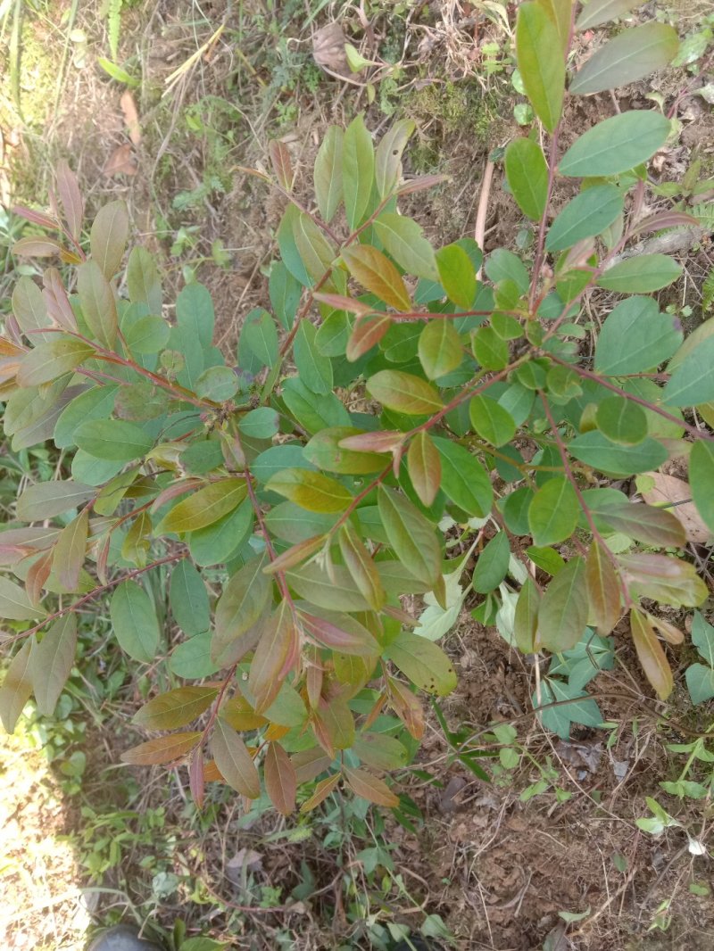 算盘子