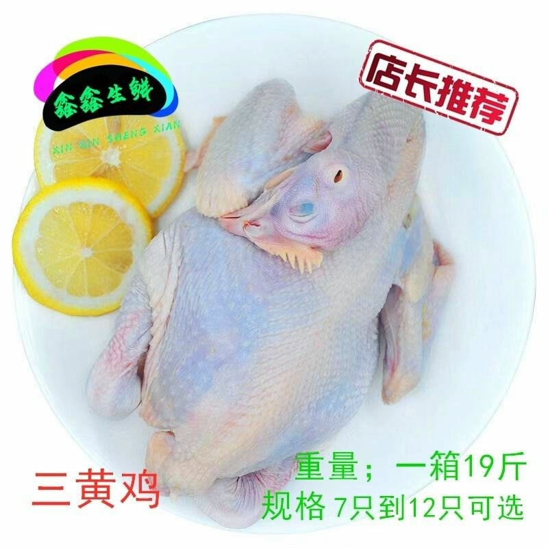 冷冻新鲜三黄鸡三黄土鸡童子鸡白条鸡19斤箱7-1