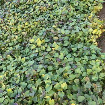 脱毒种薯苗西瓜红，龙薯九，烟薯板栗薯，哈蜜榴莲蜜薯
