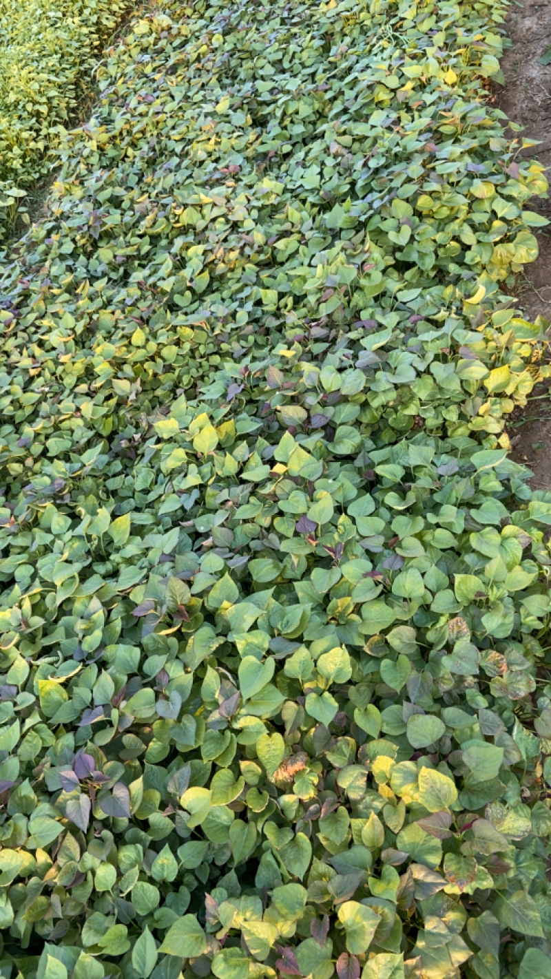 脱毒种薯苗西瓜红，龙薯九，烟薯板栗薯，哈蜜榴莲蜜薯